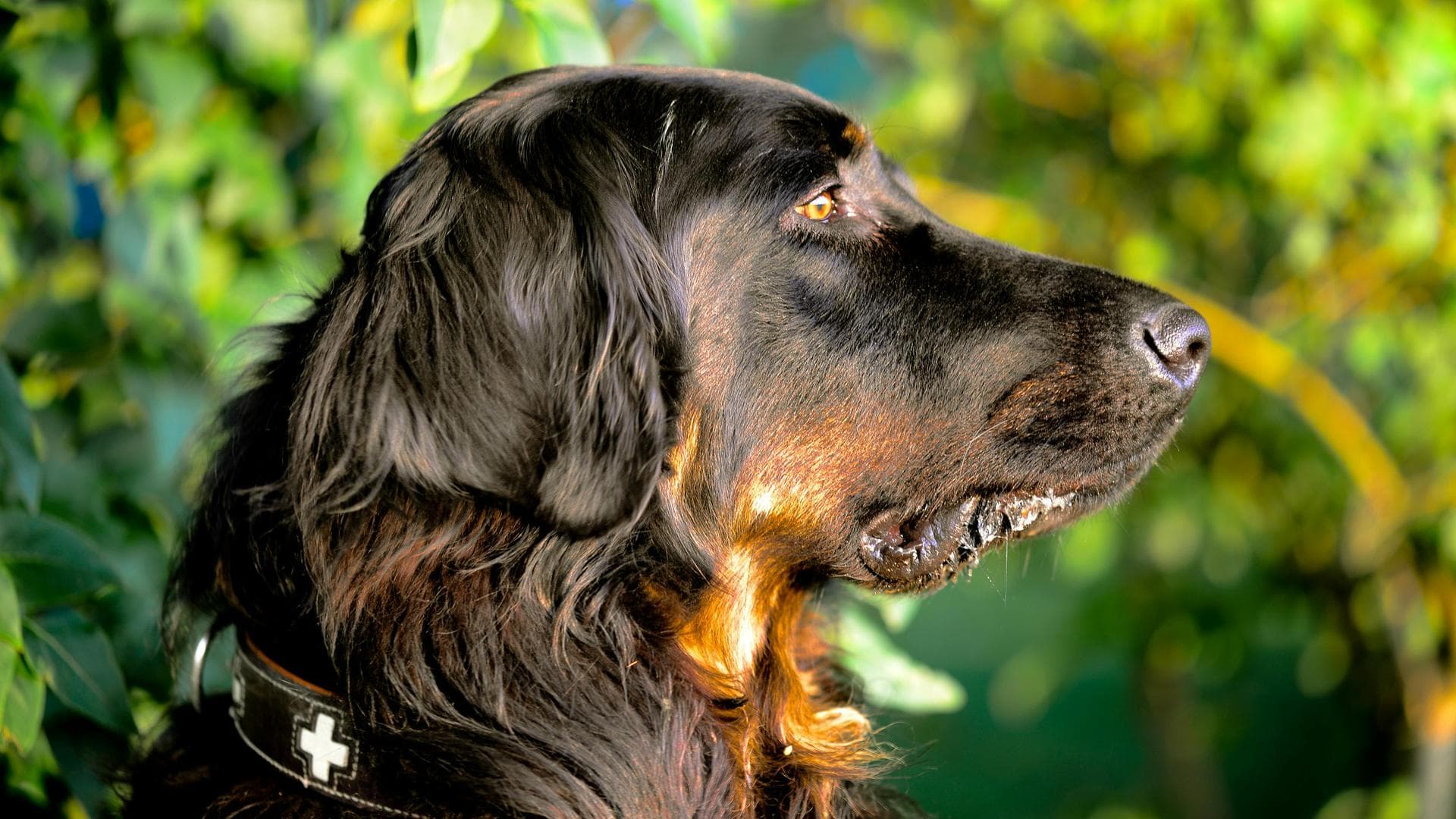 Dog & Cat Vets in Watertown